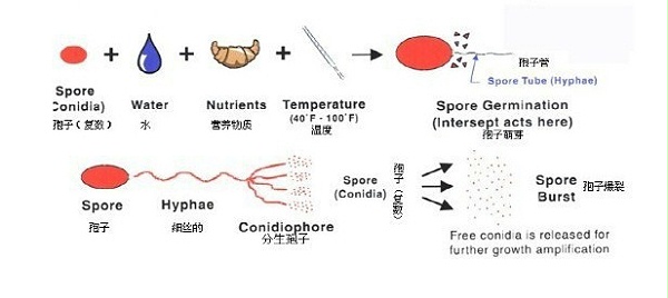 細(xì)菌生長(zhǎng)過(guò)程